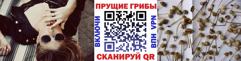 Псилоцибиновые грибы Psilocybe  Купить где  Бор 